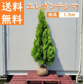 送料無料 150cm おしゃれ シンボルツリー 生垣 庭木 洋風 植木 常緑樹 大型【コニファー(エレガンテシマ) 樹高1.5m前後】