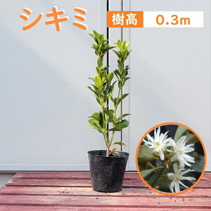 30cm _  ډB A ΎyVL~ 0.3mz