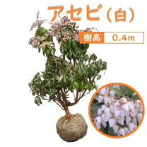 楽天市場】アセビ 白の通販