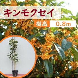 80cm シンボルツリー 庭木 生垣 常緑樹 金木犀 植木【キンモクセイ 樹高0.8m前後】