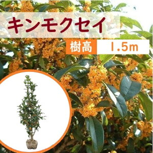 150cm V{c[  Ύ H̉Ԗ ؍ A ^yLNZC@1.5mOz