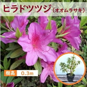 30cm IITL Ԑ_  Ύ a  yqhccW(IITL) 0.3mOA0.3mz
