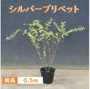 50cm lC_  t J[[tyVo[vybg(15cm|bg) 0.5mOz