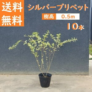  50cm 10{Zbg  lC_ t J[[t A؁yVo[vybg(15cm|bg)w10{Zbgx0.5mOz