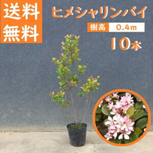 40cm 10{Zbg _ ډB V{c[  ΎyqVoCw10{Zbgx 0.4mOz
