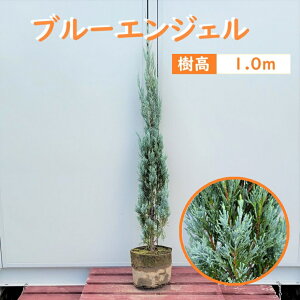 100cm   V{c[ _ m A ΎyRjt@[(u[GWF) 1.0mOz
