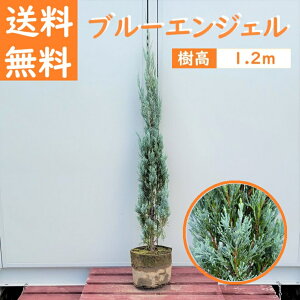  120cm   V{c[ _ m A ΎyRjt@[(u[GWF) 1.2mOz