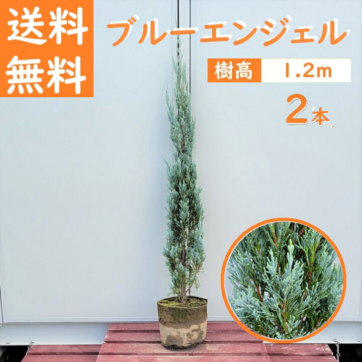 楽天市場】送料無料 120cm 2本セット シンボルツリー 生垣 庭木 洋風 