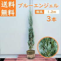 楽天市場】コニファー ブルーエンジェルの通販
