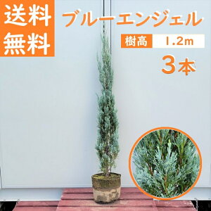  120cm 3{Zbg V{c[  _ m Ύ A؁yRjt@[(u[GWF)w3{Zbgx@1.2mOz