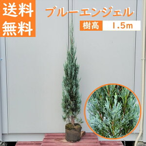  150cm  V{c[ _  m A Ύ ^yRjt@[(u[GWF) 1.5mOz