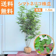 送料無料 150cm 人気シンボルツリー 庭木 常緑樹 おしゃれ 大型【シマトネリコ株立 樹高1.5m前後】