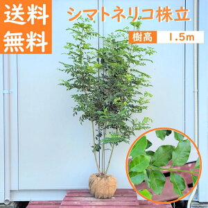  150cm lCV{c[  Ύ  ^yV}glR 1.5mOz