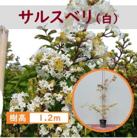 120cm ホワイト シンボルツリー 庭木 落葉樹 夏咲き続ける花【サルスベリ(白) 樹高1.2m前後】