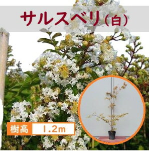 120cm zCg V{c[  t č炫ԁyTXx() 1.2mOz