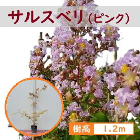 120cm ピンク シンボルツリー 庭木 落葉樹 夏咲き続ける花【サルスベリ(ピンク) 樹高1.2m前後】