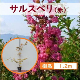 120cm レッド シンボルツリー 庭木 落葉樹 夏咲き続ける花【サルスベリ(赤) 樹高1.2m前後】