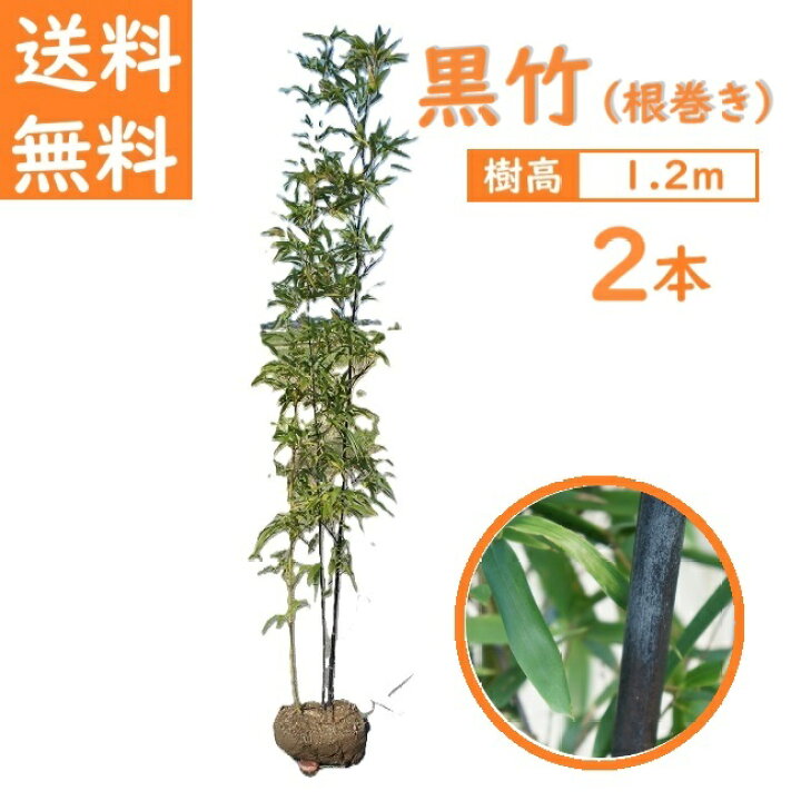 楽天市場】送料無料 120cm 2本セット 和風モダン 坪庭 庭木 シンボル 