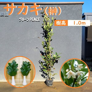 100cm _I  _  ΎyTJL 1.0mOz
