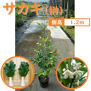 120cm _I  _  ΎyTJL 1.2mOz