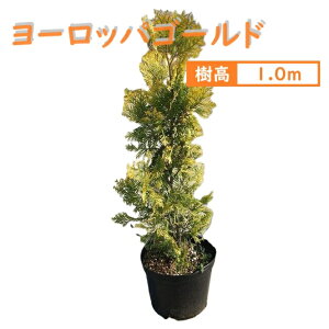 100cm m  V{c[ _ ډB A ΎyRjt@[([bpS[h) 1.0mOz