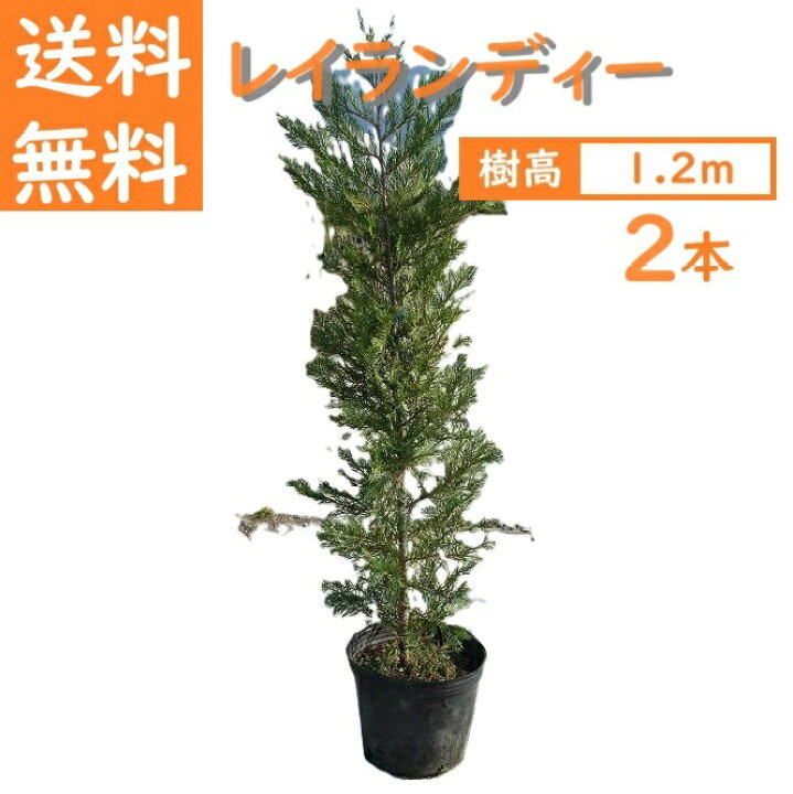 楽天市場】送料無料 120cm 2本セット シンボルツリー 生垣 庭木 洋風 