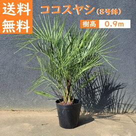 imgrc0087612381.jpg?fitin=272:272