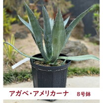 楽天市場】アガベ アメリカーナ（観葉植物｜花・観葉植物）：花  