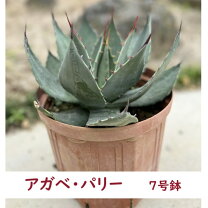 楽天市場】ドライガーデン（種類（植物）アガベ）の通販