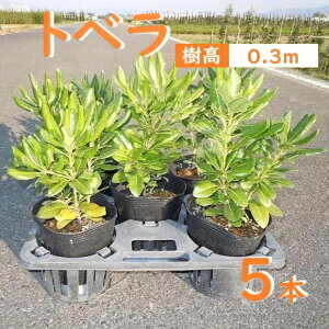 30cm 5{Zbg _ ډB  OhJo[ A Ύygxw5{Zbgx0.3mOz