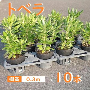 30cm 10{Zbg _ ډB  OhJo[ A Ύygxw10{Zbgx0.3mOz