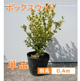 40cm 生垣 庭木 常緑樹 和風 洋風 植木【ボックスウッド 樹高0.4m前後】