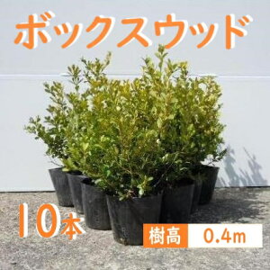 40cm 10{Zbg _  Ύ a my{bNXEbhw10{Zbgx 0.4mOz