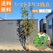 楽天市場】シマトネリコ 180cmの通販