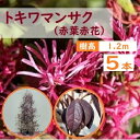120cm 5本セット 庭木 植木 人気生垣 シンボルツリー 常緑樹【ト...