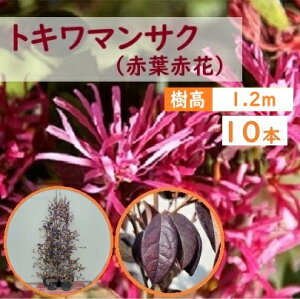 120cm 10{Zbg  lC_ ΎygL}TN(ԗtԉ)w10{Zbgx1.2mOz