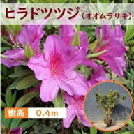 40cm オオムラサキ 定番生垣 庭木 常緑樹 和風 平戸つつじ【ヒラドツツジ(オオムラサキ) 樹高0.4m前後、…
