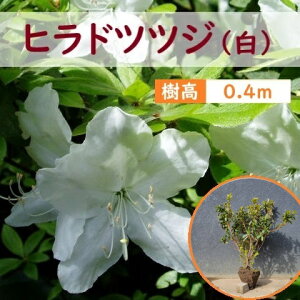 40cm  Ԑ_  Ύ a ˂yqhccW() 0.4mOA0.4mz