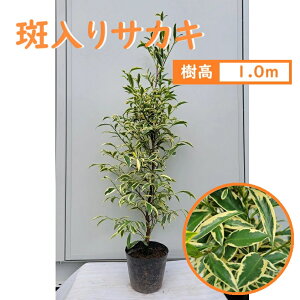 100cm  _  Ύ myTJL 1.0mOz