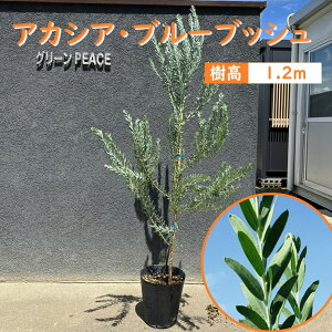 120cm AJVA V{c[  Ύ ϗtA yAJVAEu[ubV 1.2mOz