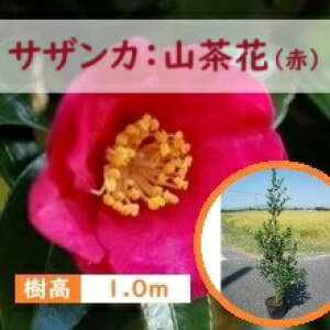 100cm bh _  Ԗ ΎyTUJ(R)ԉ 1.0mOz