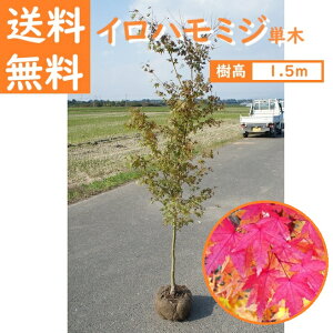  150cm V{c[  t gt ݂ ^ A؁yCn~WP؁@1.5mOz