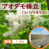 150cm シンボルツリー 庭木 落葉樹 初心者 大型【アオダモ(コバノトネリコ)株立　樹高1.5m前後】