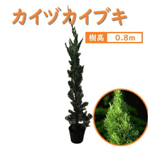 80cm _  a aRjt@[ A ΎyJCdJCuL 0.8mOz