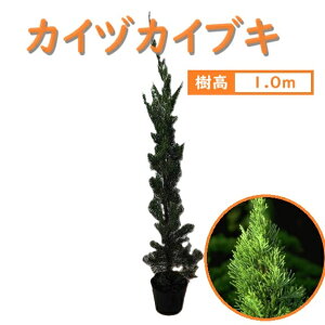 100cm  _̑\ aRjt@[ a A ΎyJCdJCuL 1.0mOz