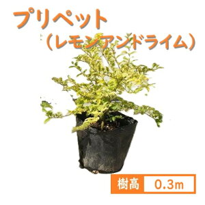 30cm _  OhJo[ Ύ A؁yvybg(AhC) 0.3mOz