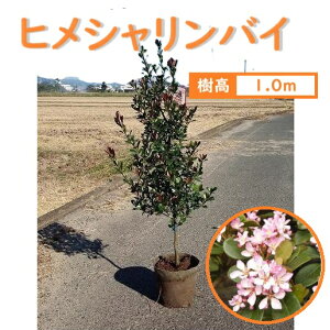 100cm Ԑ_ ډB V{c[  ΎyqVoC 1.0mOz