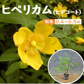 40cm 50cm 寄せ植え 庭木 グランドカバー 植木 常緑樹【ヒペリカム(ヒデコート) 樹高0.4～0.5m】