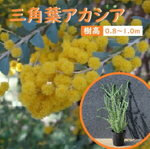 60cm 70cm lC~U  V{c[ Ύ ϗtA yOptAJVA 0.6m`0.7mz