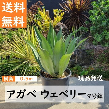 楽天市場】【送料無料】アガベ オバティフォリア フロスティブルー 